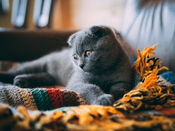 Cat Lying on Blanket