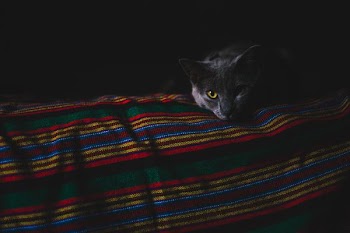 cat lying on cloth