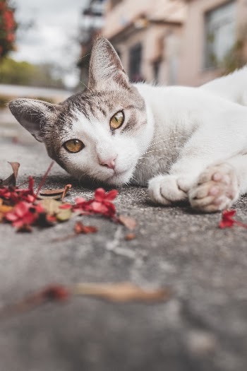 Cat Lying on Ground