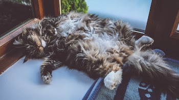 Cat Lying on Rug