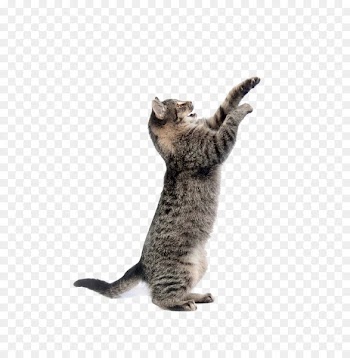 Cat Mouse Dog Toy Pet - cute cat 