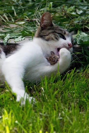 Cat&Mouse.jpg