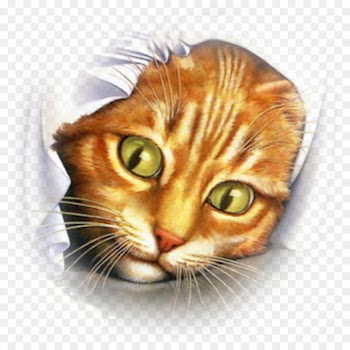Cat Mouse Kitten Bird Desktop Wallpaper - cats 