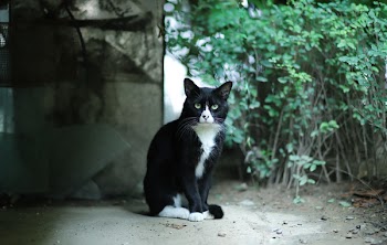 Cat Near Plants