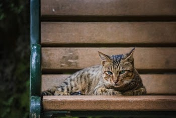 Cat on Bench
