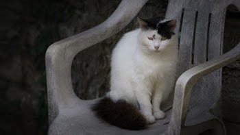          Cat on Chair Free Photo     