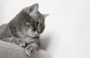 Cat on Chair Staring on Wall