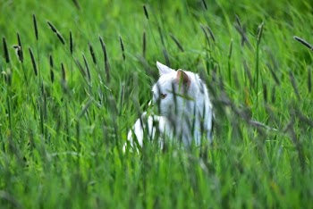 Cat on Field