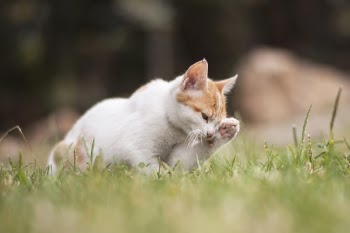 Cat On Grass