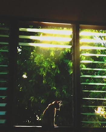 Cat On Window