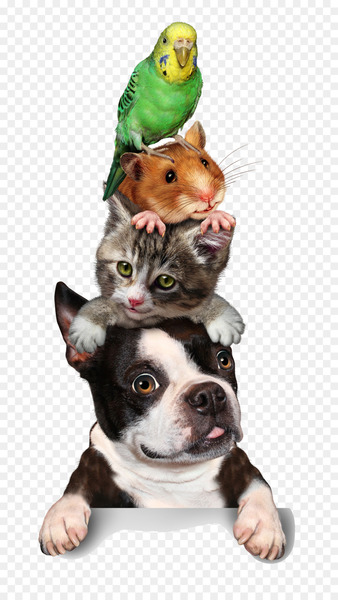 Cat Pet sitting Hamster Dog Kitten - animal 