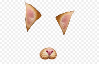 Cat Photographic filter Clip art - Cat 