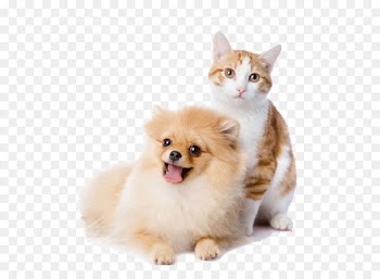 Cat play and toys Dog Kitten Pet - Dogs and Cats 