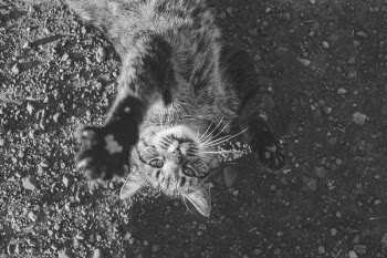 Cat Playing Free Photo 