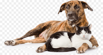 Cat png download - 827*477 - Free Transparent Cat png Download.