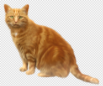 Cat PNG Image