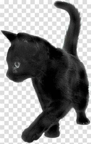 Cat Png Image Download Picture Kitten