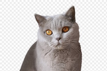 Cat png, pet, transparent background | Free PNG - rawpixel