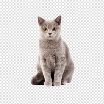 Cat PNG Photo