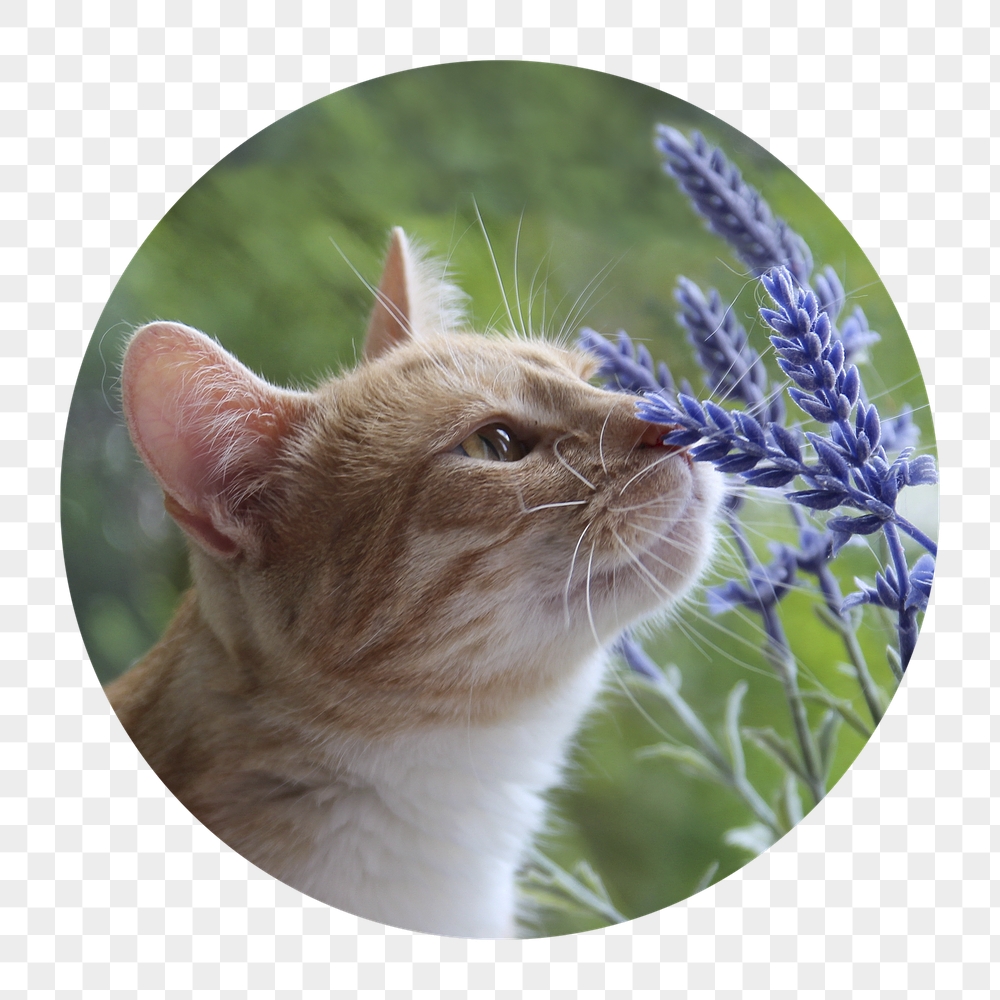Cat png smelling flower badge | Free PNG - rawpixel