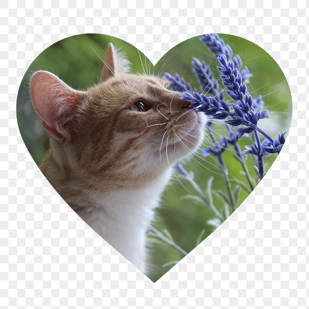 Cat png smelling flower badge | Free PNG - rawpixel