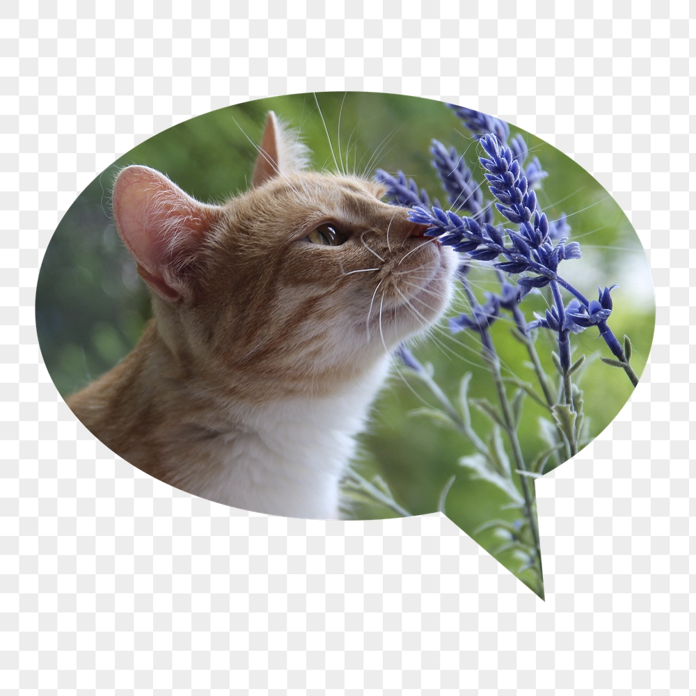 Cat png smelling flower badge | Free PNG - rawpixel
