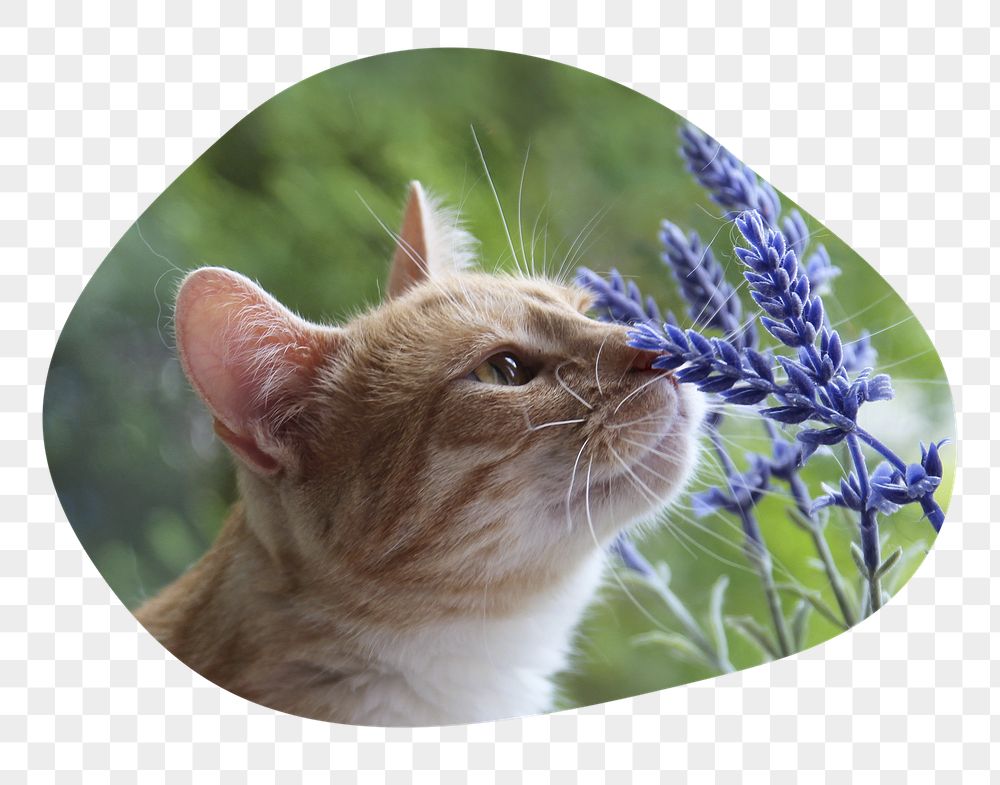 Cat png smelling flower badge | Free PNG - rawpixel