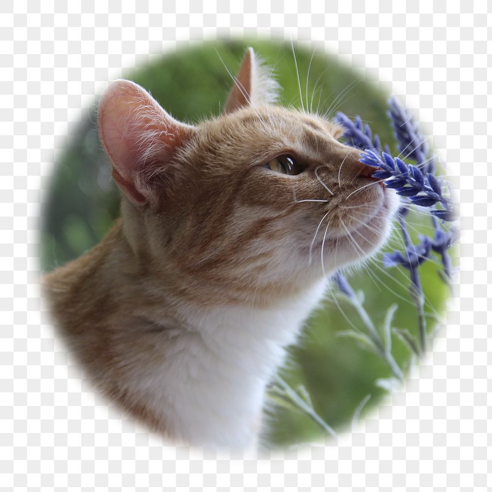 Cat png smelling flower badge | Free PNG - rawpixel