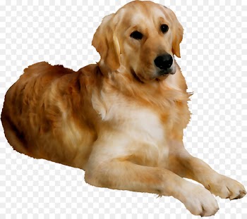 Cat Puppy Pet Dog daycare Labrador Retriever -  