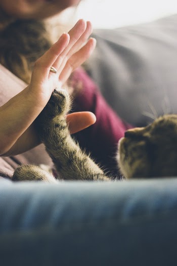 Cat reaches up its paw | Free Photo - rawpixel