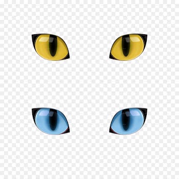 Cat's eye Kitten Felidae - eyes 