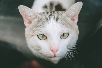 Cat's eyes