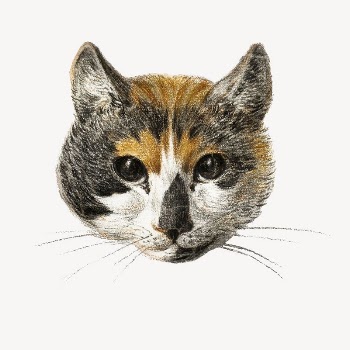 Cat's head collage element, Jean | Free PSD Illustration - rawpixel