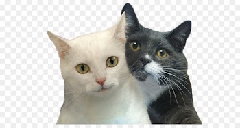 Cat Selfies Desktop Wallpaper Felidae - Cat 