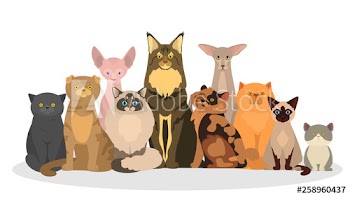 Cat set