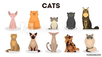 Cat set