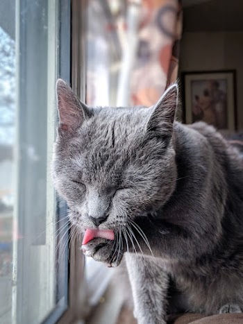 Cat Sitting Beside Window