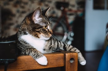Cat sitting on a desk 3