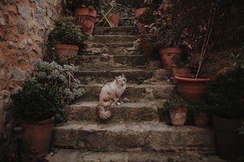 cat sitting on concrete stairs