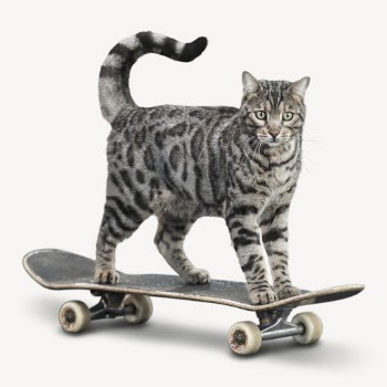 Cat skateboarding isolated on white, | Free PSD - rawpixel