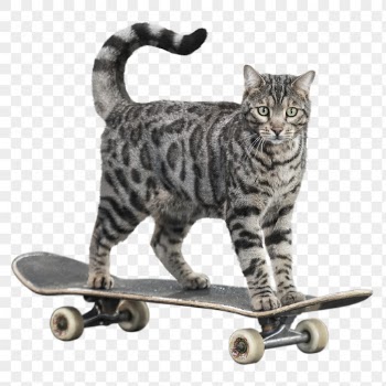 Cat skateboarding png clipart, pet, | Free PNG - rawpixel