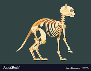 cat skeleton