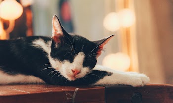 Cat Sleeping 