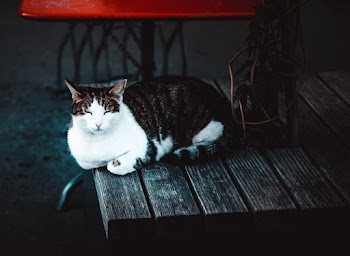 Cat Sleeping On Brown Wooden Table