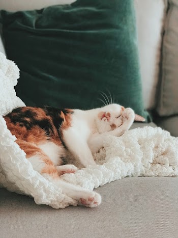Cat Sleeping on Cushion