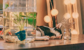 Cat Sleeping on Table