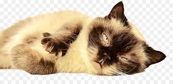 cat small to medium-sized cats birman himalayan ragdoll