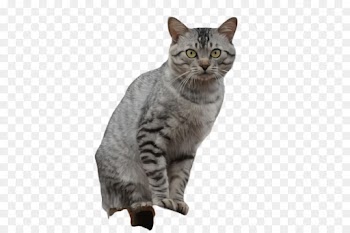 cat small to medium-sized cats british shorthair whiskers european shorthair