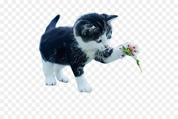 cat small to medium-sized cats kitten whiskers domestic short-haired cat