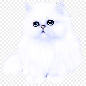 cat small to medium-sized cats persian whiskers british longhair